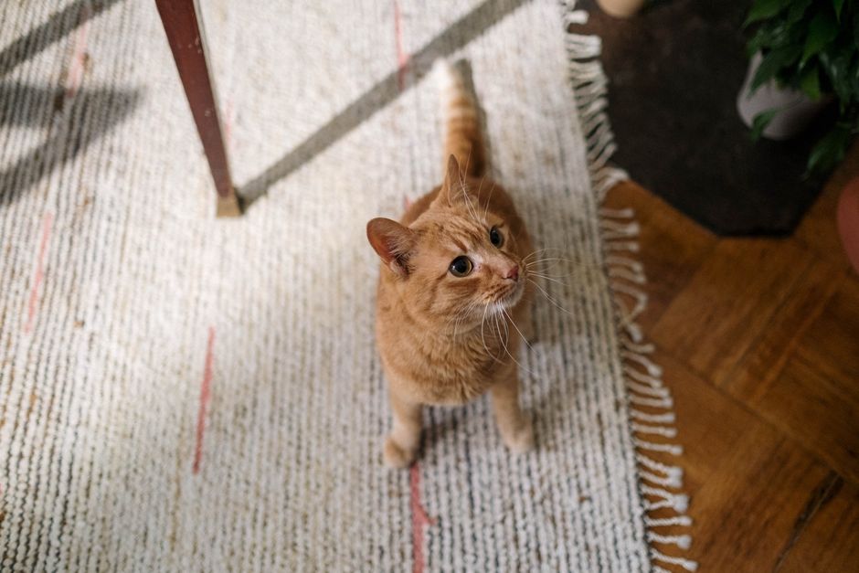 Orange tabby cat standing on a woven rug next to a wooden floor, looking up