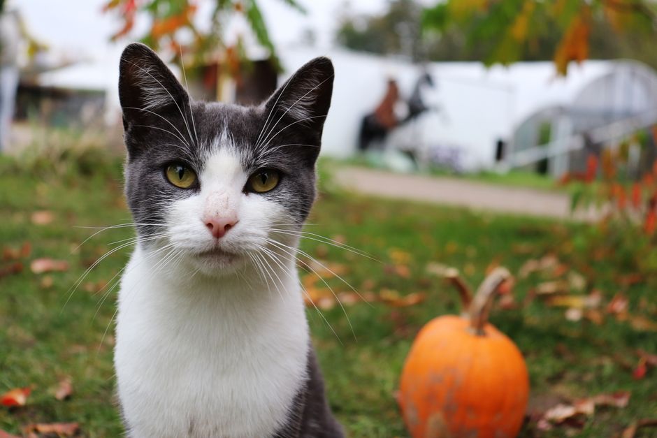 Close-up of a gray and white cat outdoors in autumn, with a pumpkin nearby