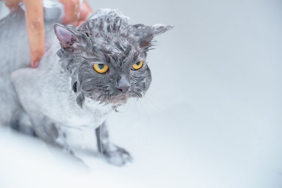 Wet gray cat with soapy fur and yellow eyes glaring from a white tub while a hand holds its back