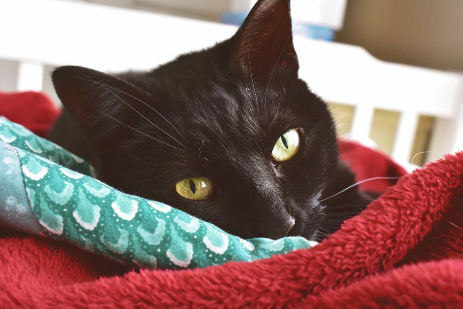 Black cat with yellow eyes snuggled into colorful blankets at home