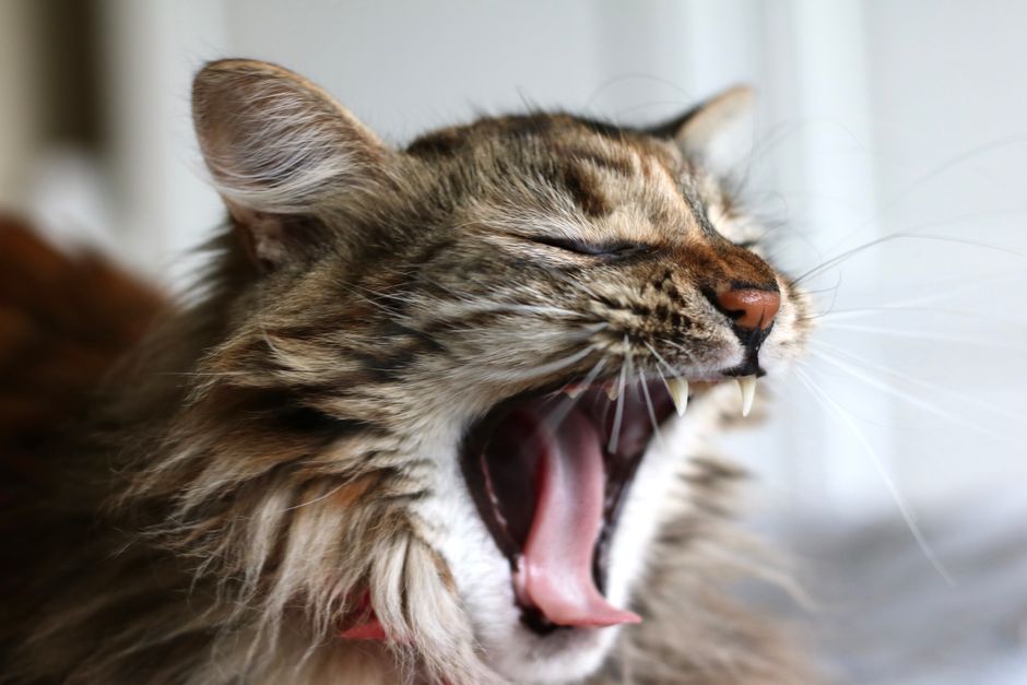 Long-haired brown tabby cat yawning wide indoors with its eyes shut, showing its pink tongue and white canine teeth