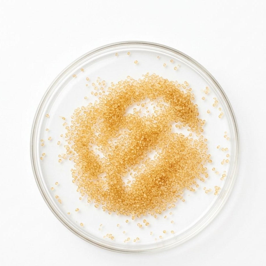 Petri dish with a small amount of brown powder on a white background
