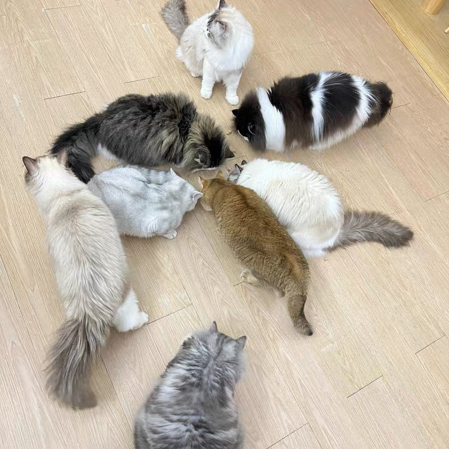 Group of cats playing together on a wooden floor