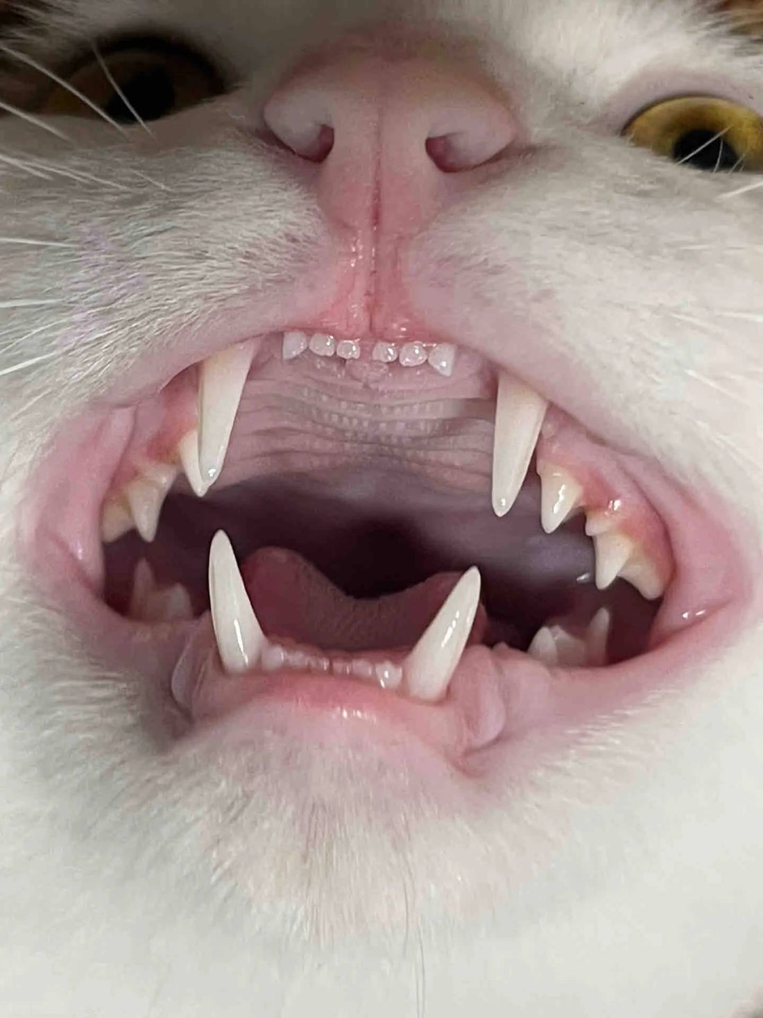 Close-up of a cat's open mouth showing teeth