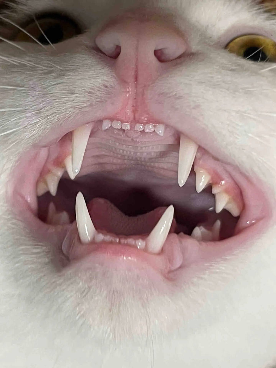 Close-up of a cat's open mouth showing teeth