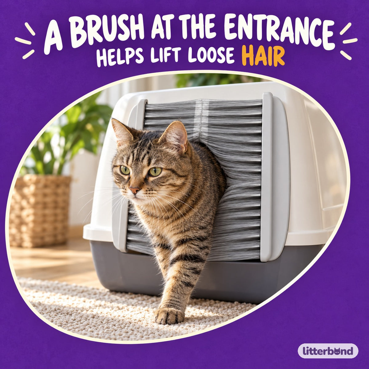 Bristle Door for Litter Box Grooming with a cat