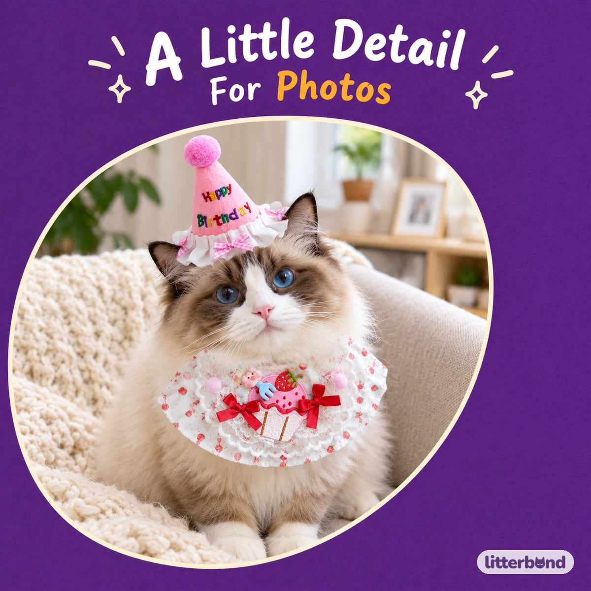 Birthday Hat & Bib Options on a cat
