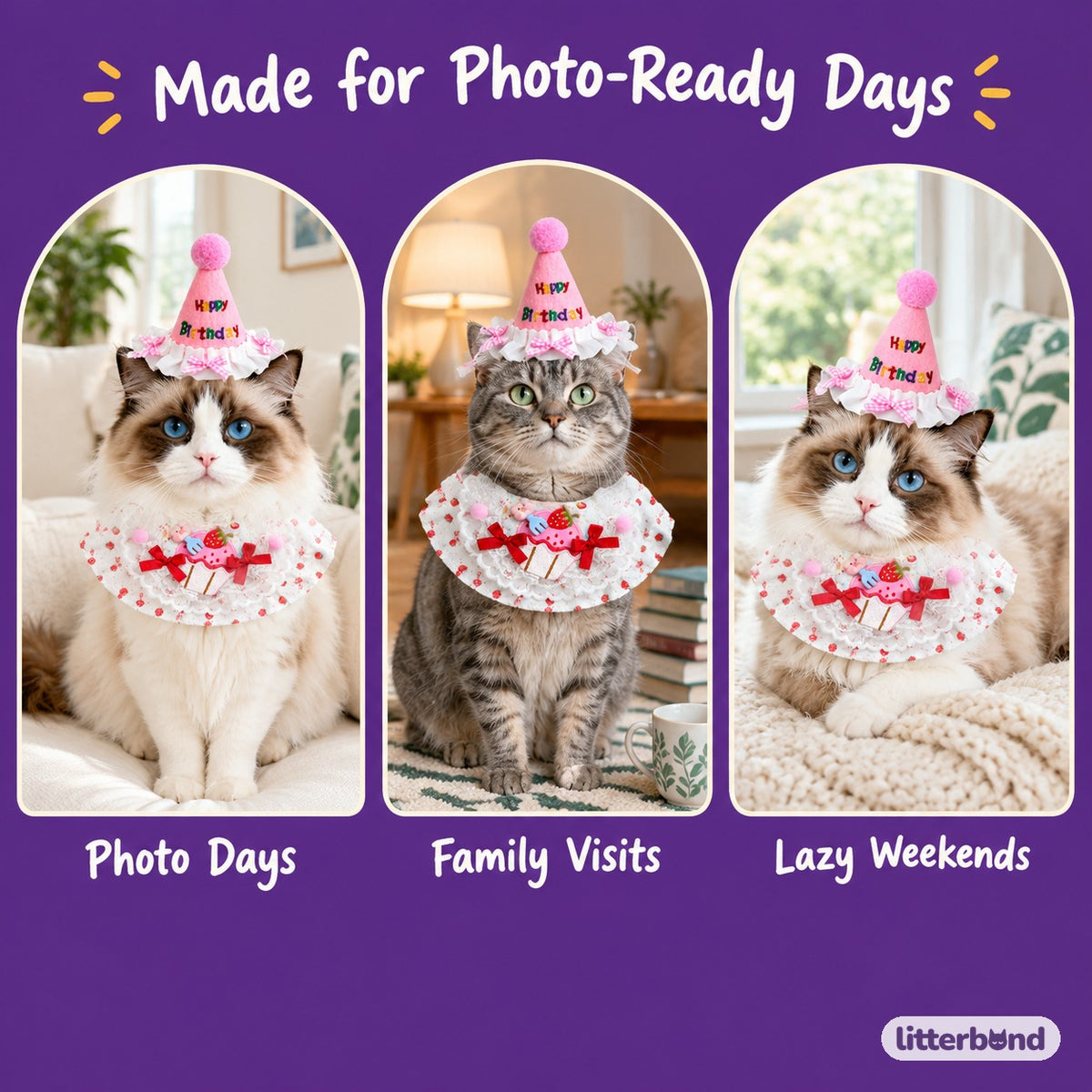 Birthday Hat & Bib Options on a cat at home