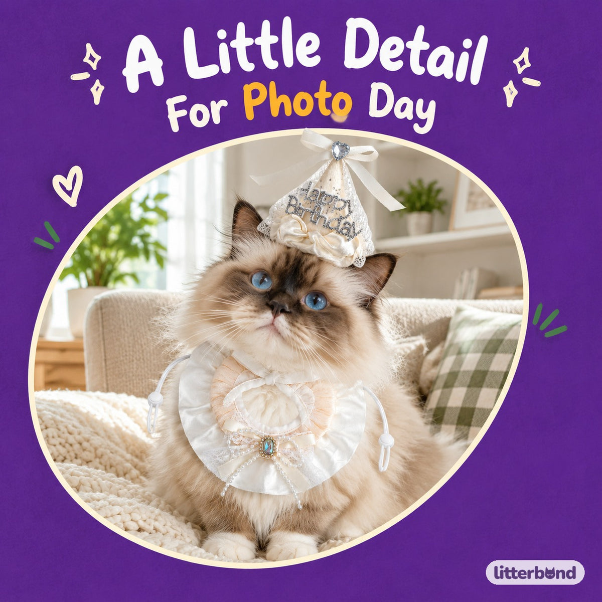 Lace Birthday Hat & Collar Options on a cat