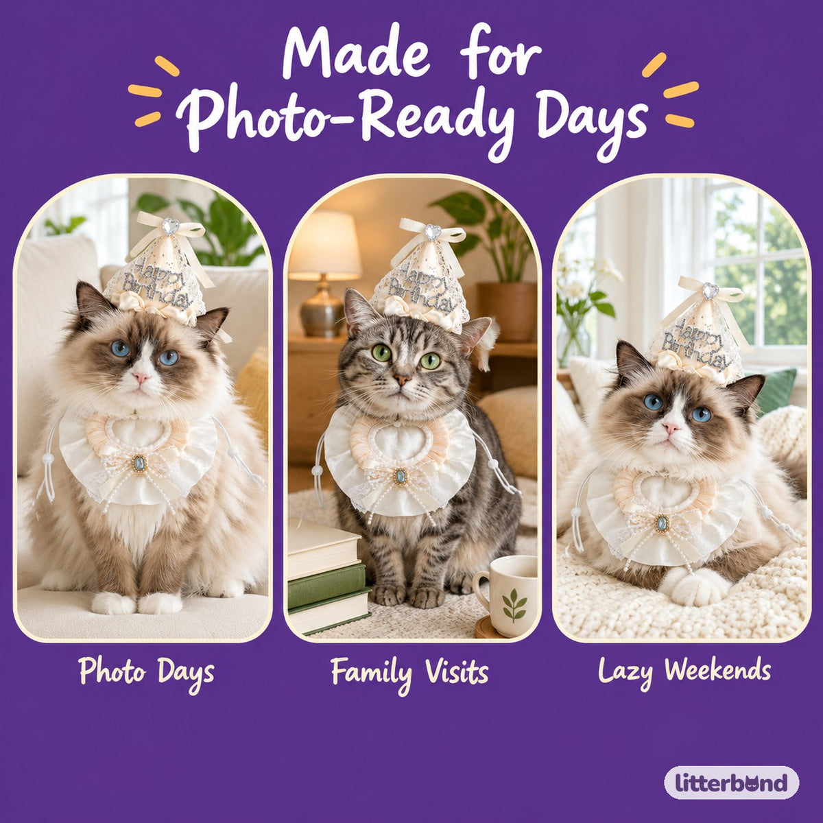 Lace Birthday Hat & Collar Options on a cat at home