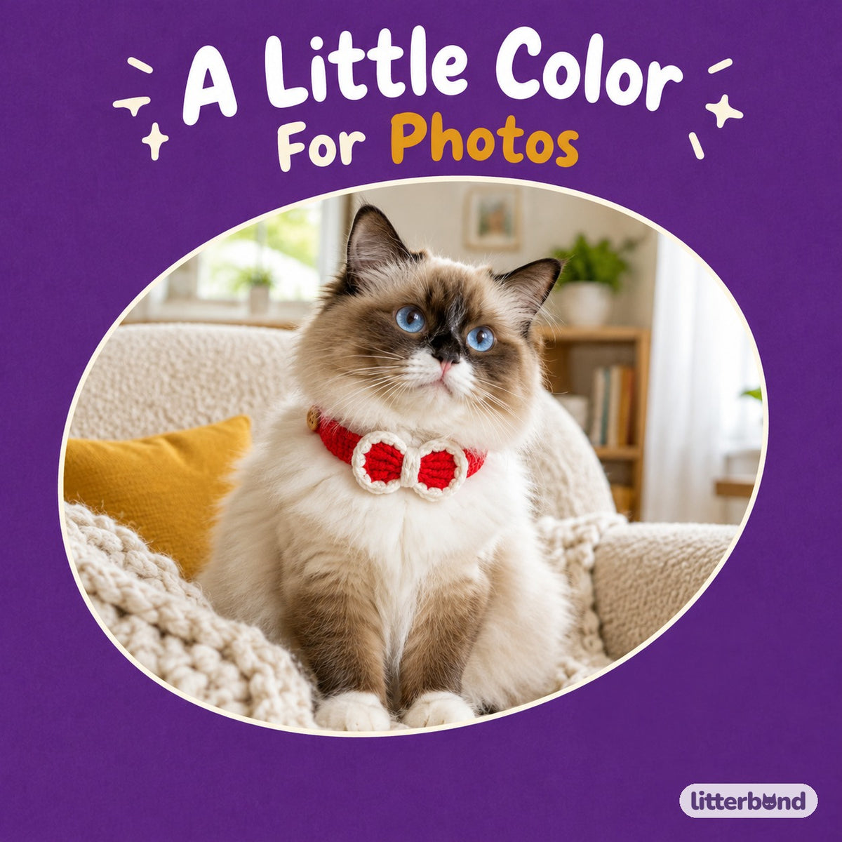 Crochet Bow Button Collar on a cat
