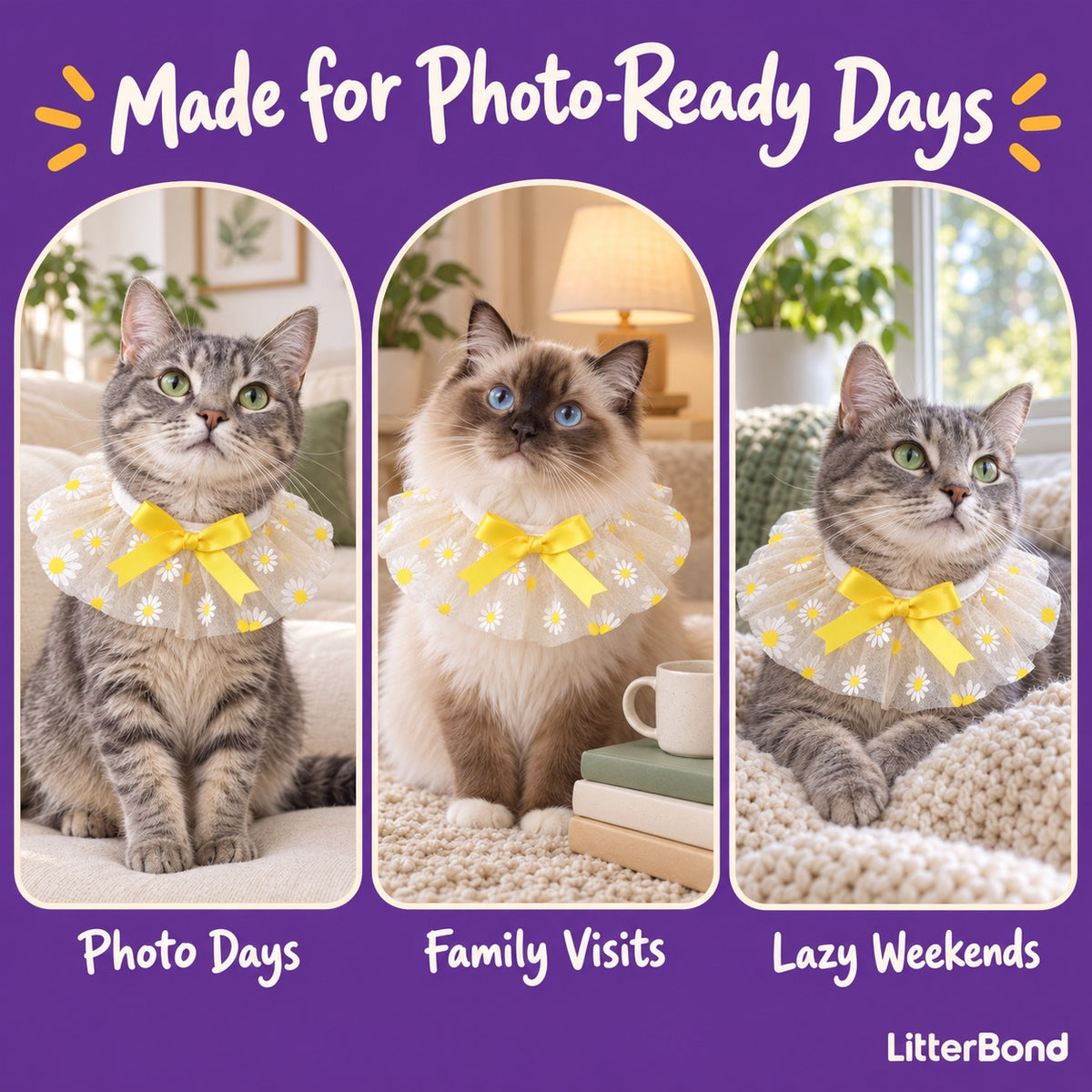 Daisy Tulle Bow Collar on a cat at home