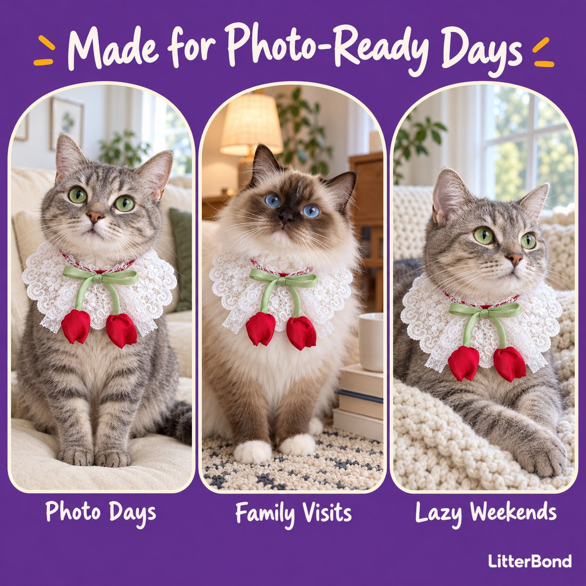 Tulip Lace Neck Ruffle on a cat at home