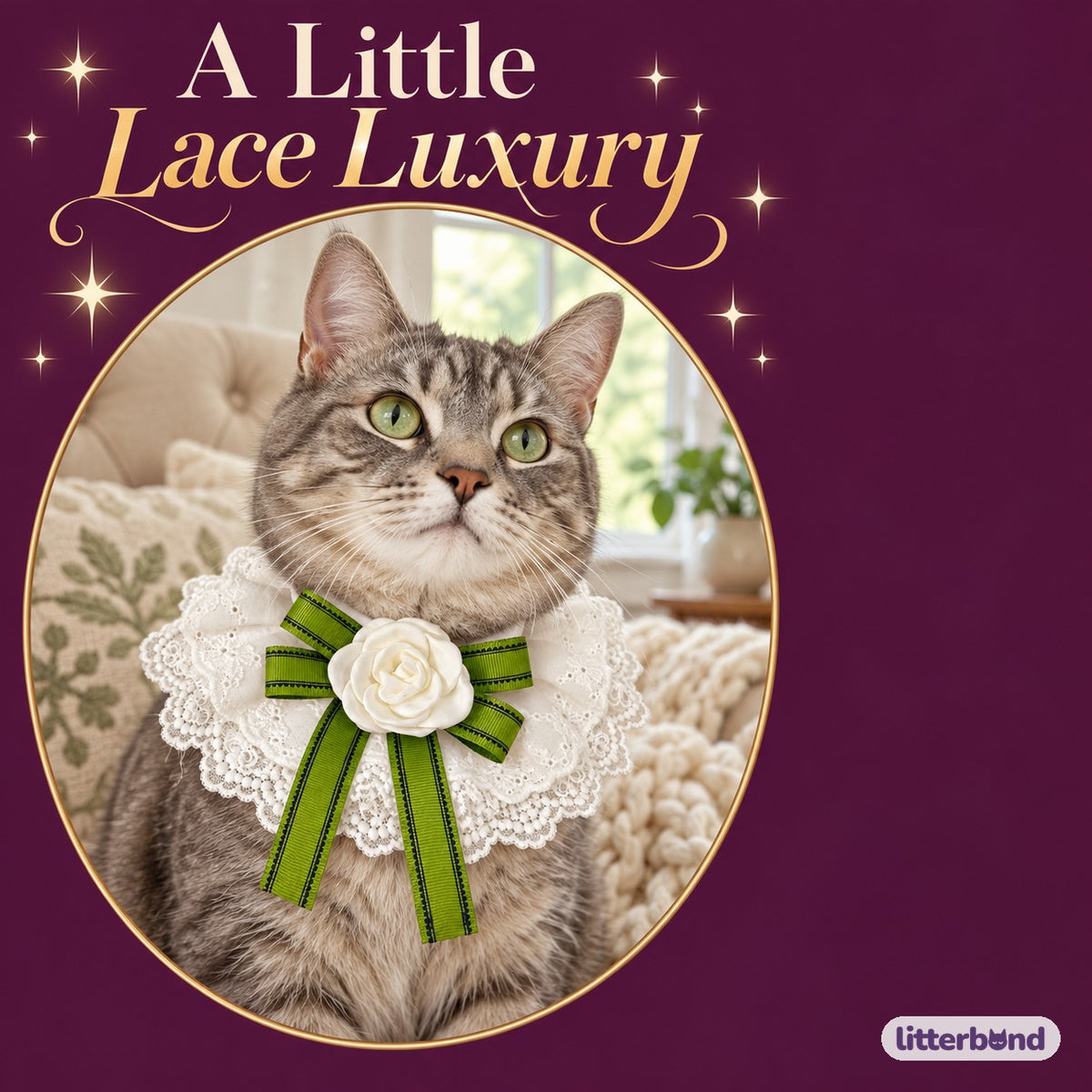 Camellia Lace Photo Collar on a cat