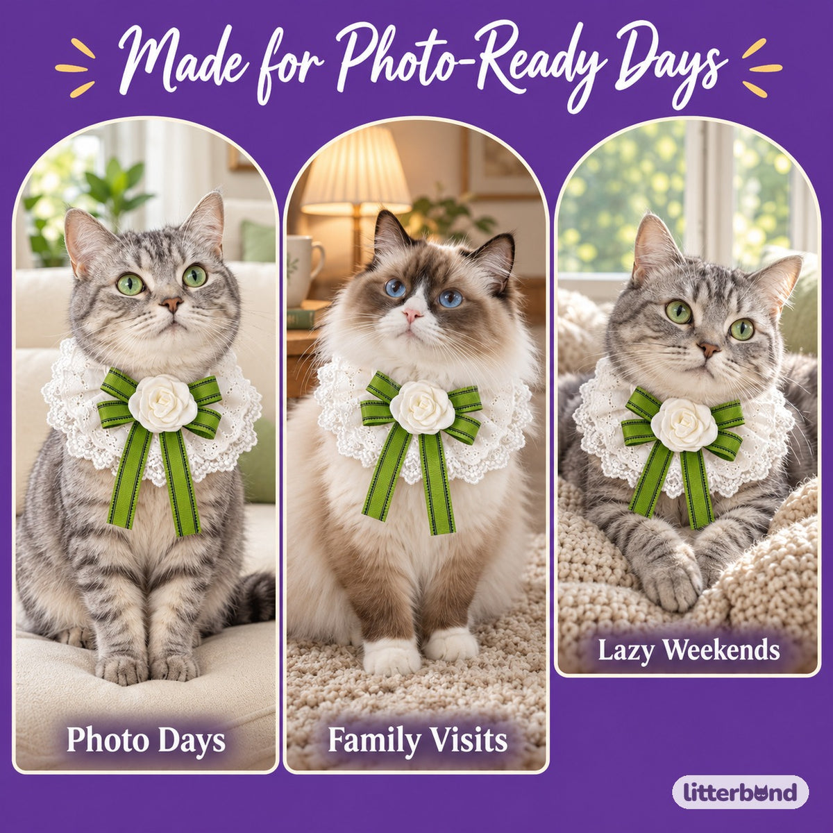 Camellia Lace Photo Collar on a cat at home