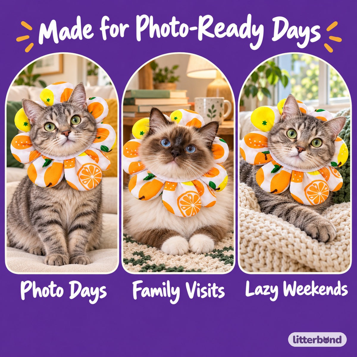 Flower Face-Frame Collar for Cat Photos on a cat at home