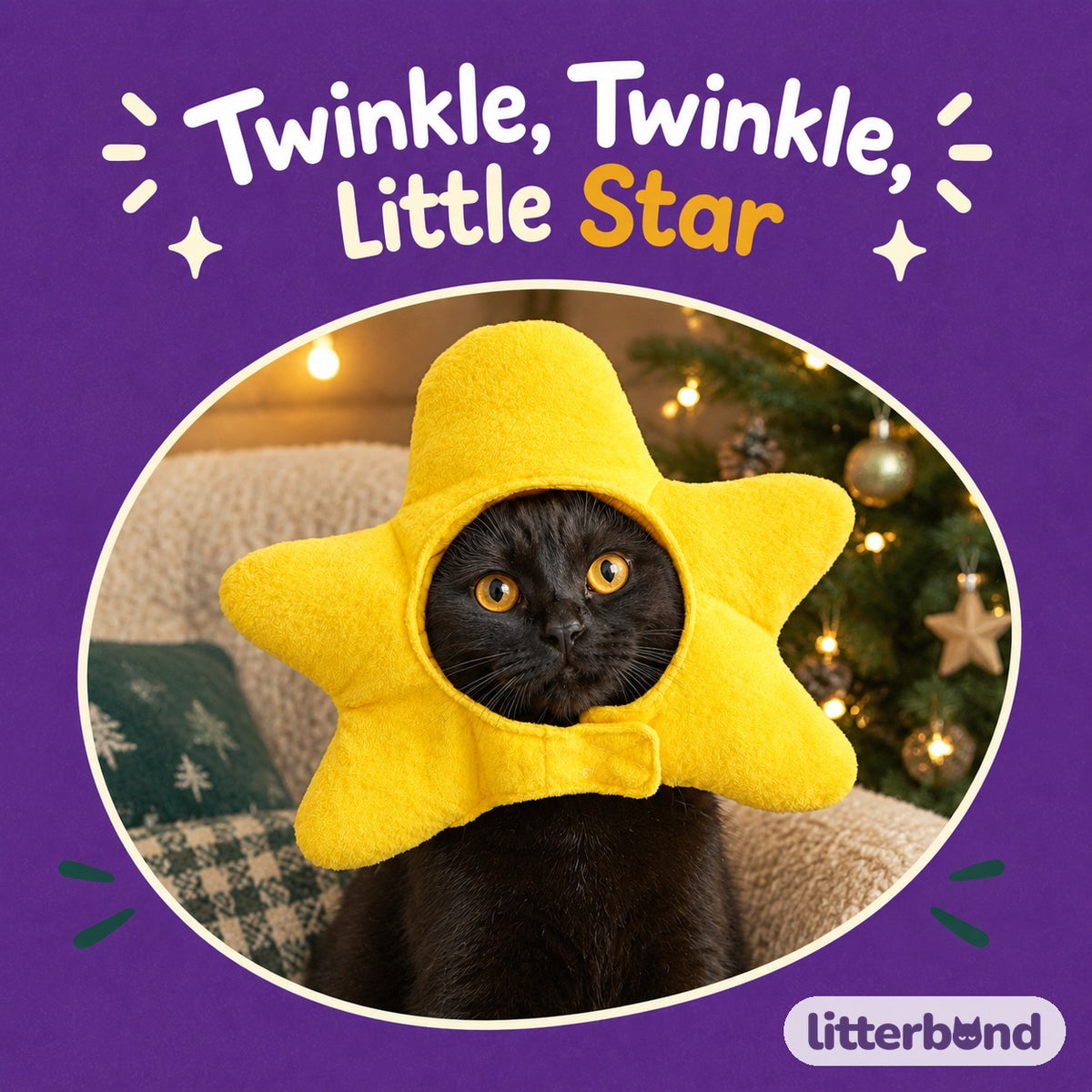 Plush Star Hood on a cat
