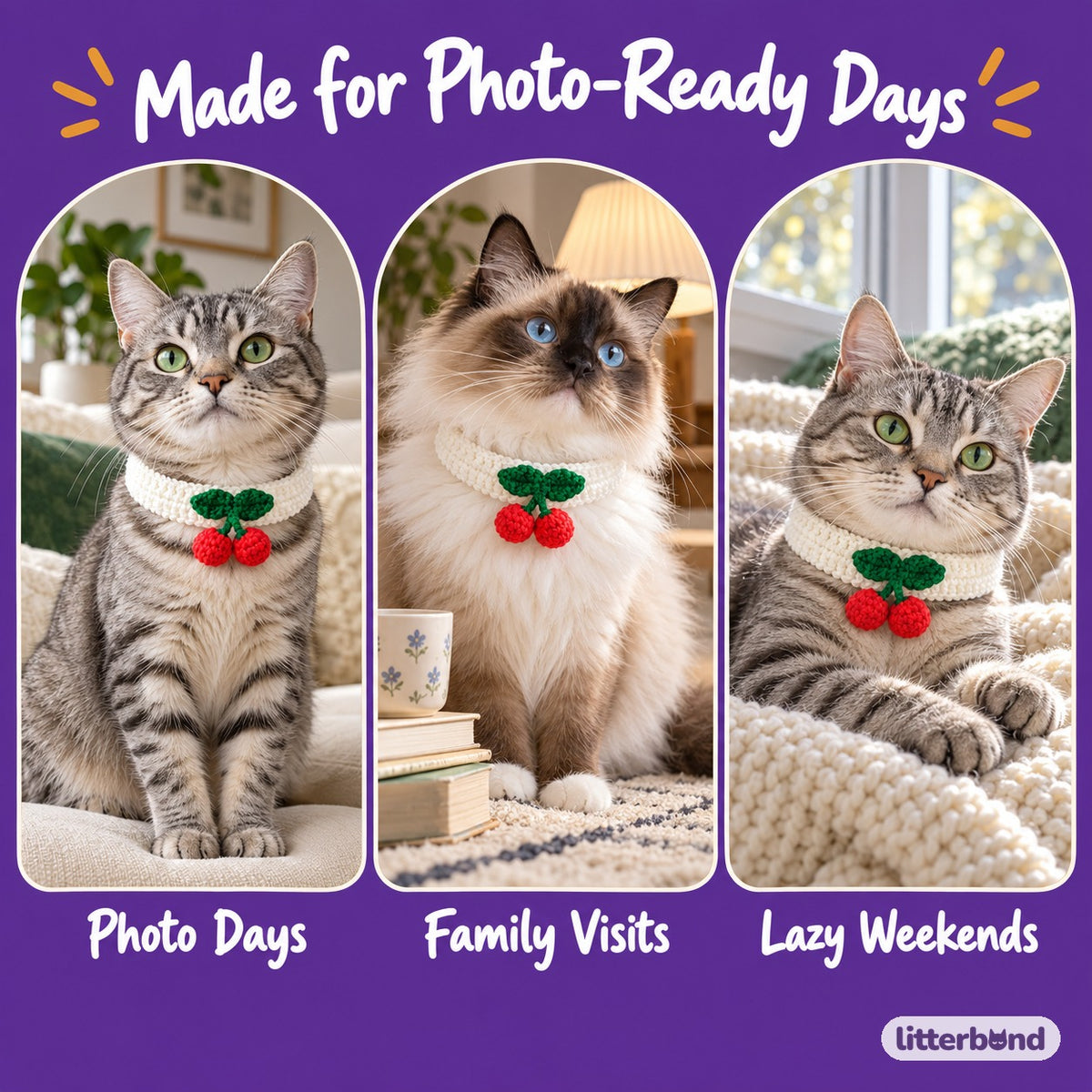 Red Applique Photo Collar on a cat at home