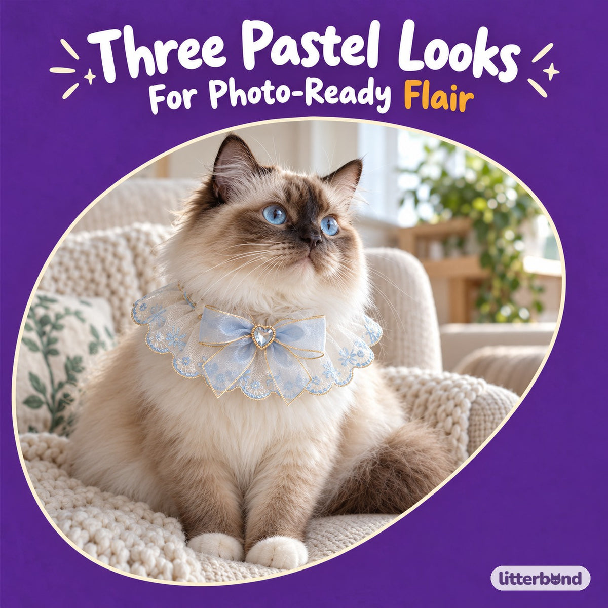 Pastel Lace Jewel Ruffle Collar on a cat