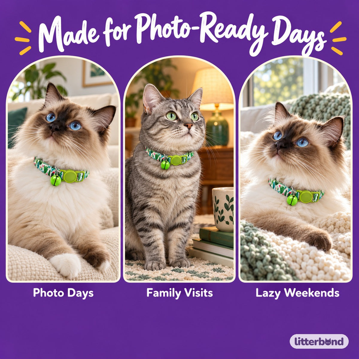 Patterned Bell Collar for Photos on a cat at home