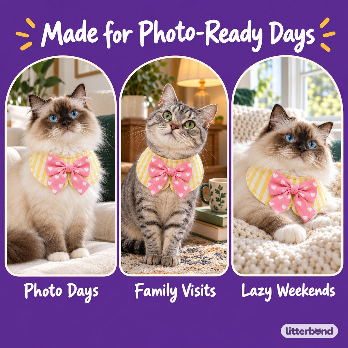 Bow Bib Collar for Photos on a cat at home