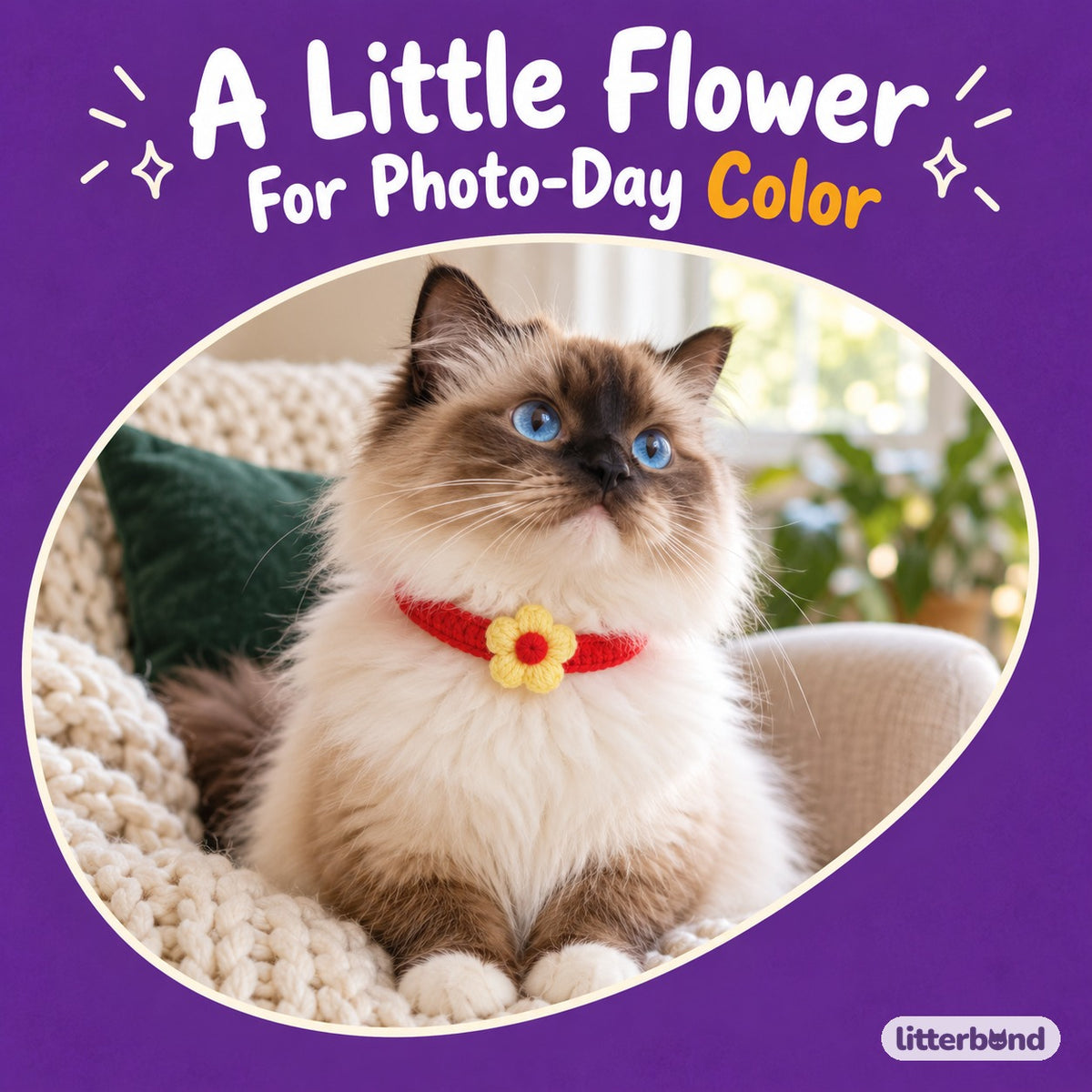 Flower Crochet Collar for Photos on a cat