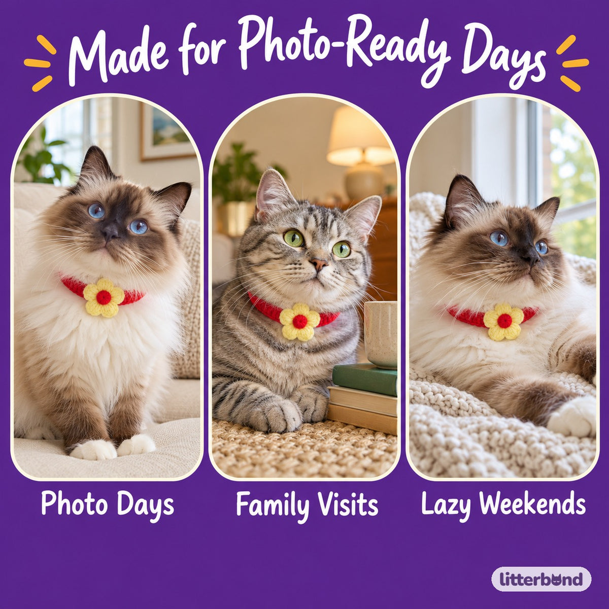 Flower Crochet Collar for Photos on a cat at home