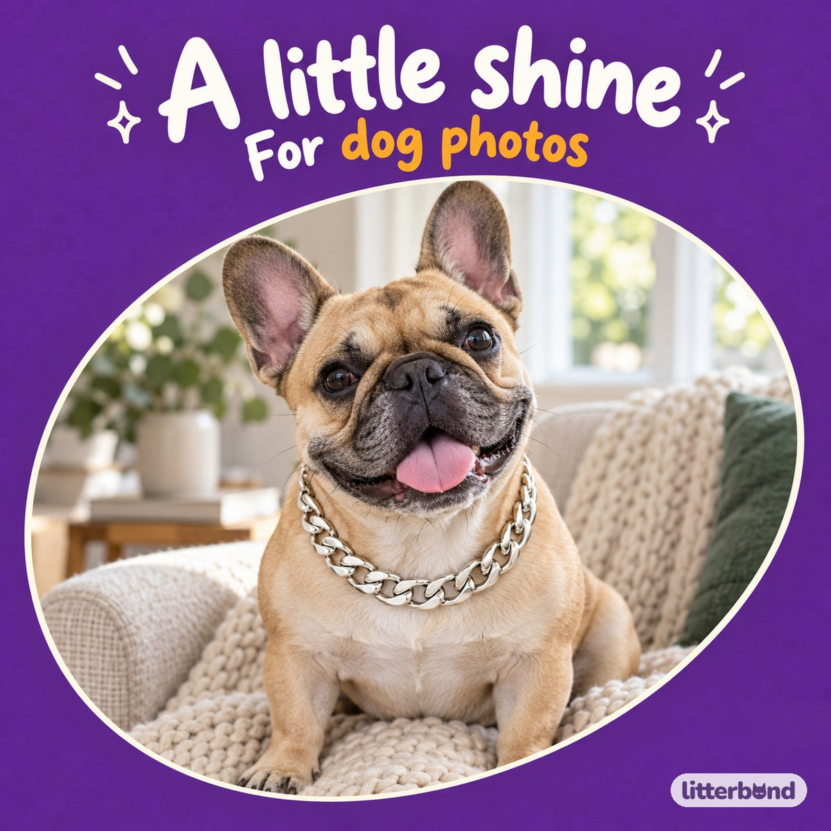 Silver Curb Necklace for Dog Photos on a cat
