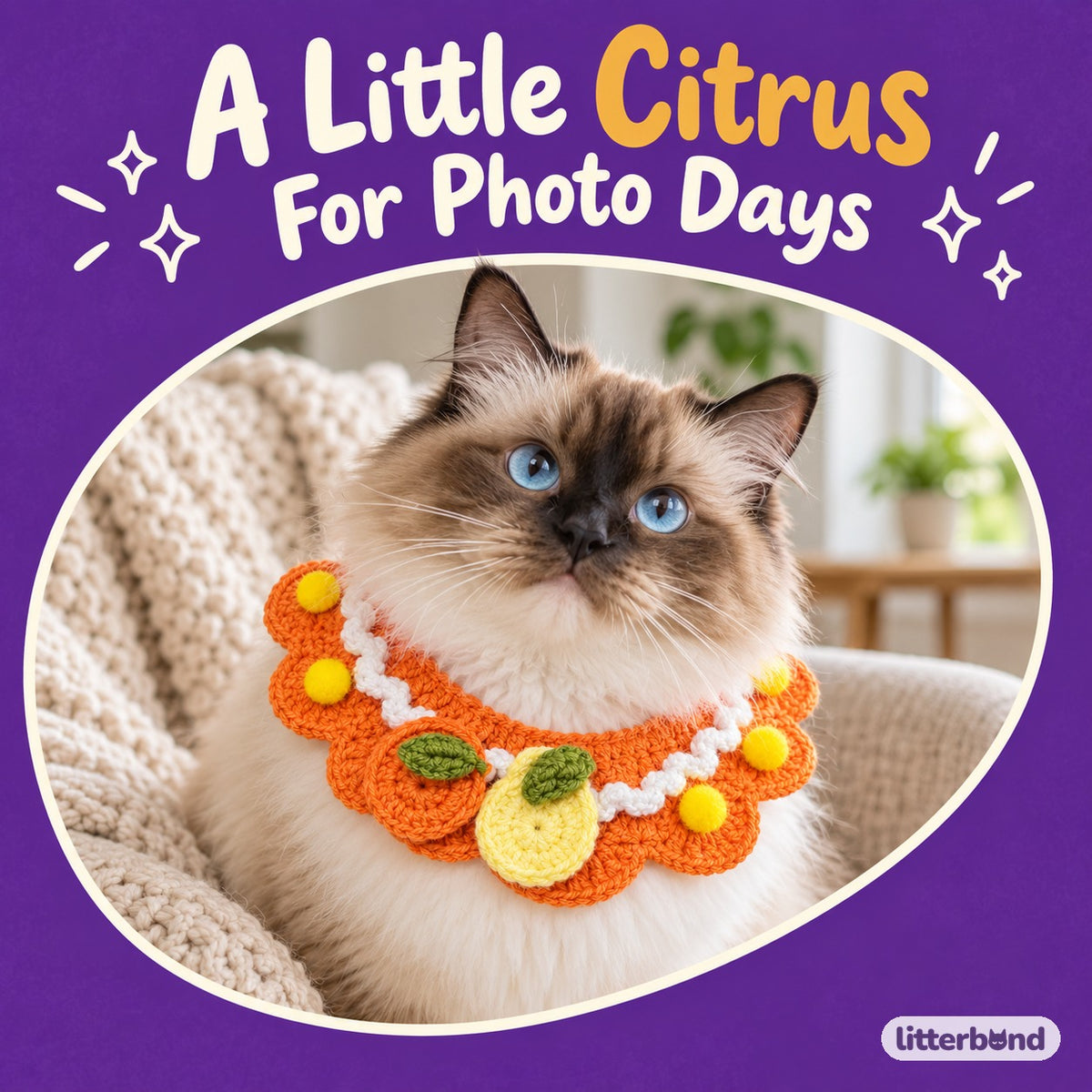 Citrus Crochet Collar for Photos on a cat