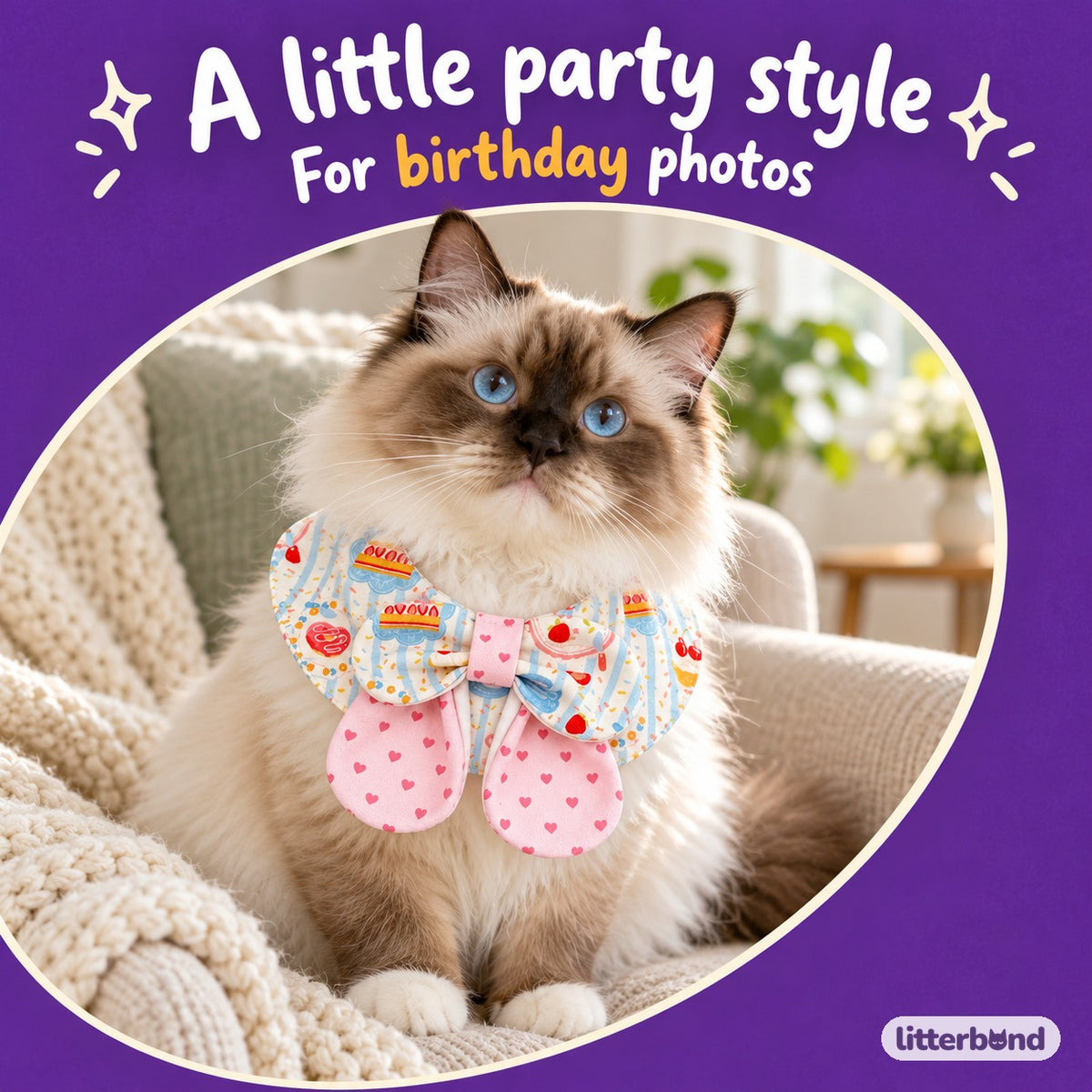 Dessert Bib Collars for Birthday Photos on a cat