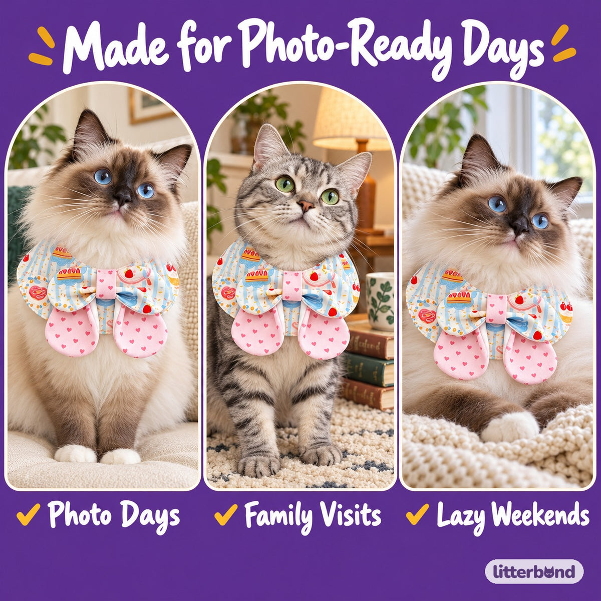Dessert Bib Collars for Birthday Photos on a cat at home