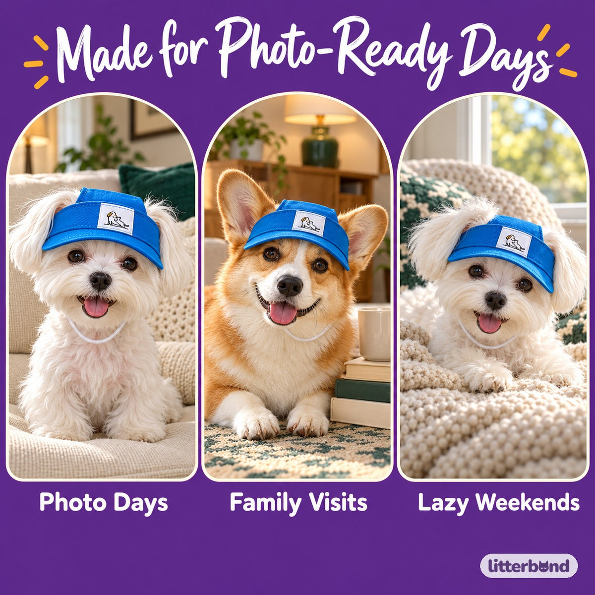Color Pop Visor Cap for Photos on a cat at home