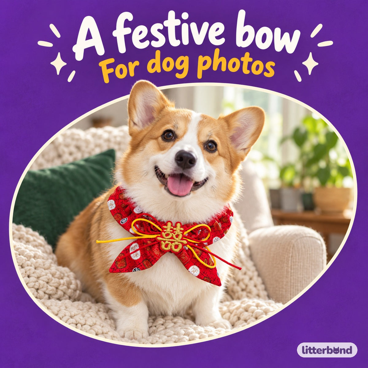 Crimson Ruffle Collar for Photos on a cat
