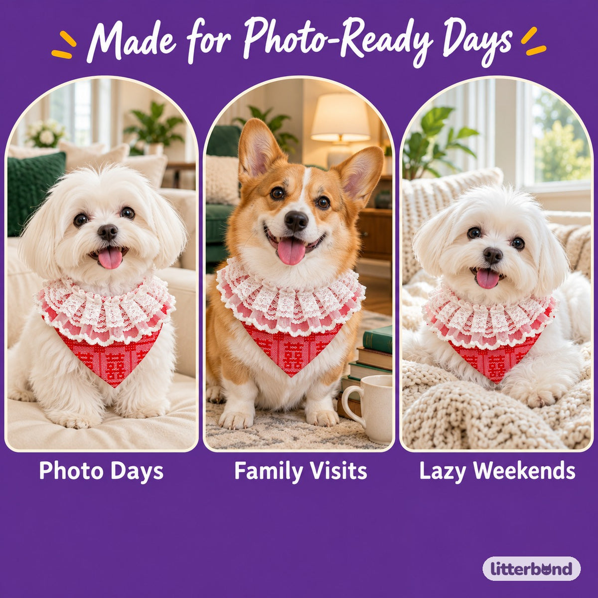 Red Collars for Wedding Photos on a cat at home