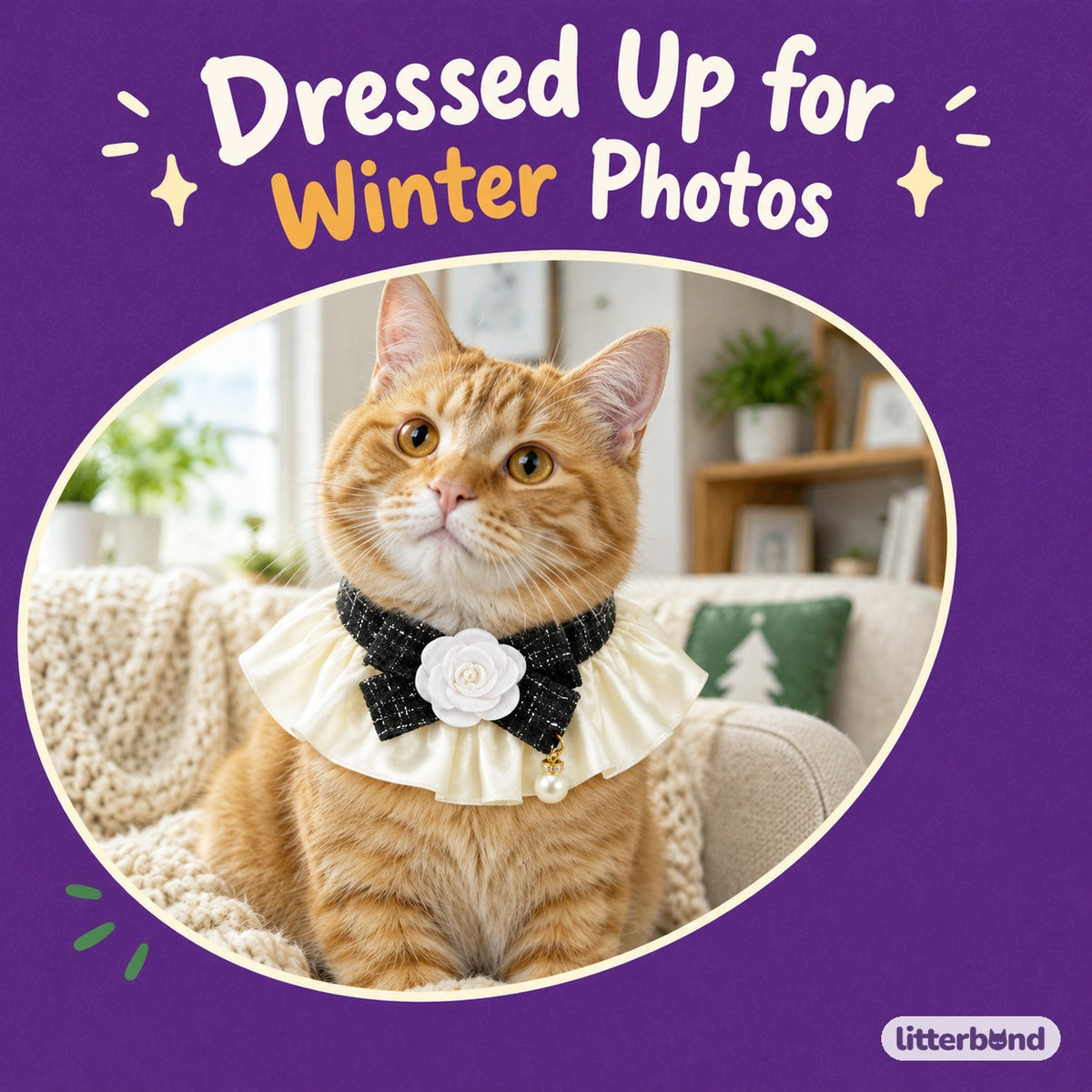 Camellia Tweed Bow Collar on a cat