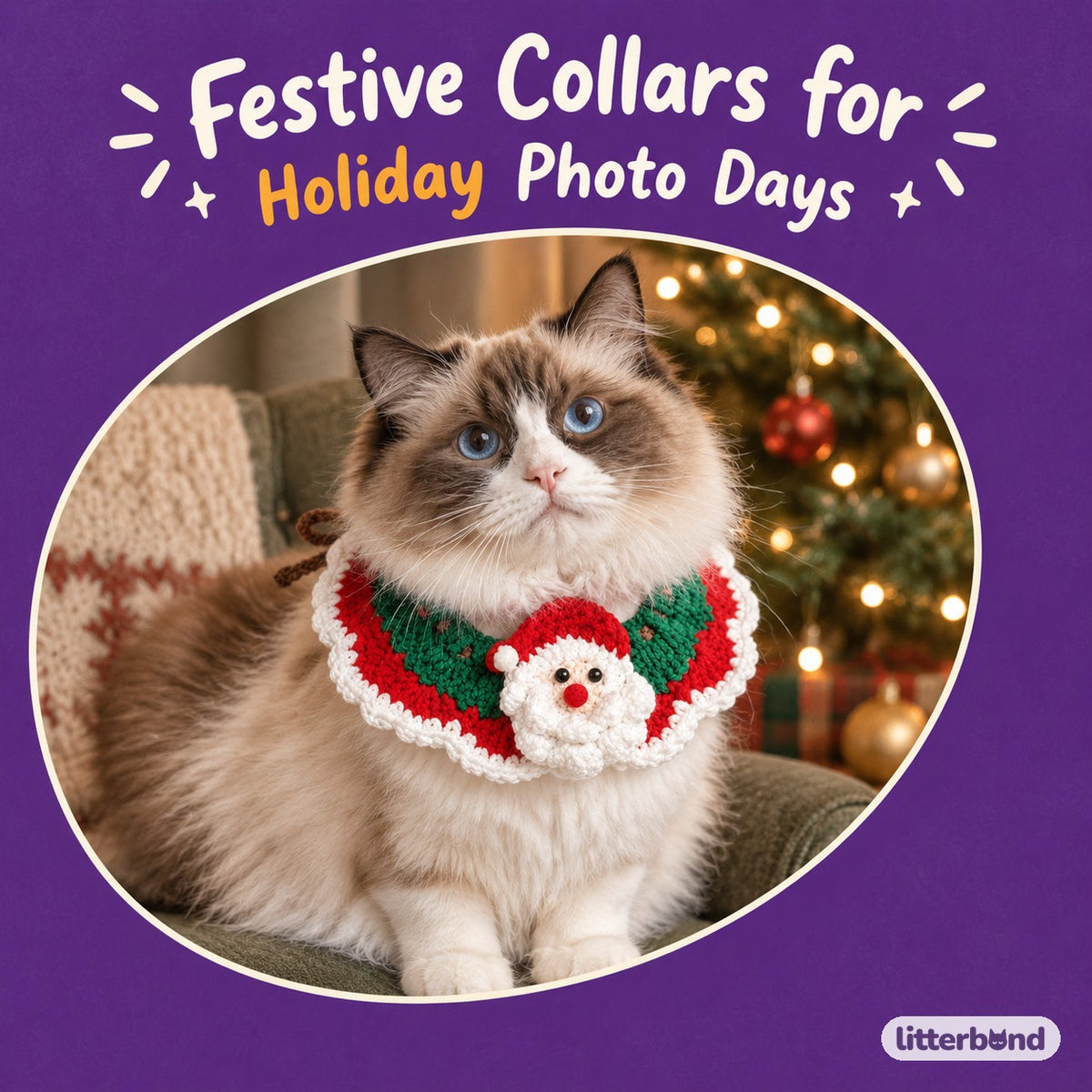 Santa, Reindeer & Lace Collar on a cat