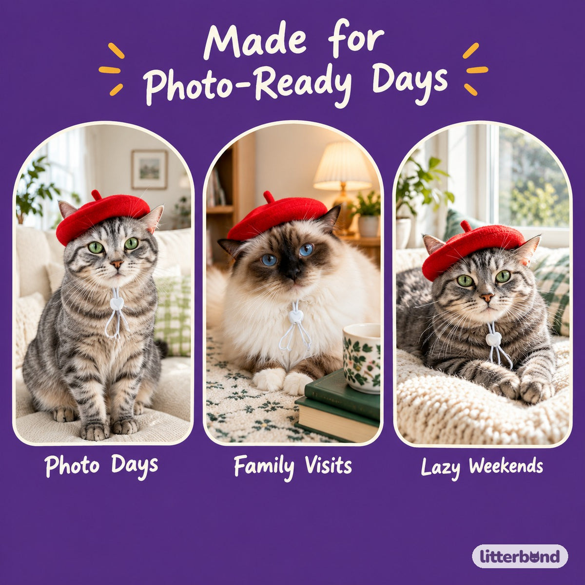 Brushed Wool Beret on a cat at home