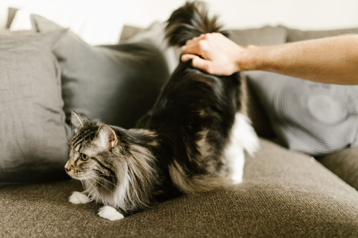 Long-haired tabby cat stretching on a sofa while a hand strokes its back